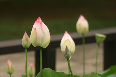 Close-up of pink lotus