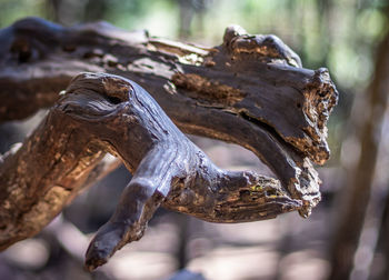 Close-up of lizard on tree trunk