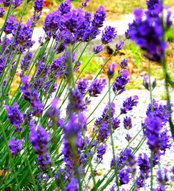 Purple flowers blooming in field