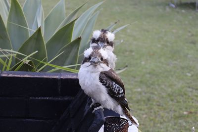 Close-up of bird