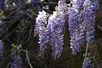 Close-up of purple flowering plant