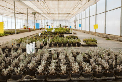 Plants in greenhouse