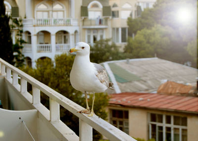 Seagull perching on railing against buildings