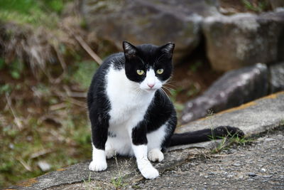 Portrait of black cat sitting outdoors