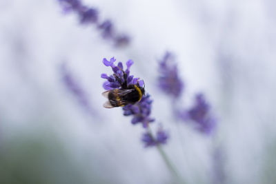 Close-up of bee pollinating on purple flower