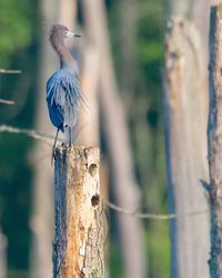 Close-up of bird perching on wooden post