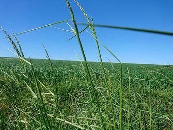 Scenic view of grassy field against clear blue sky