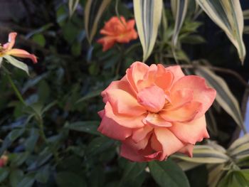 Close-up of pink rose flower