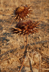 Close-up of dried plant on field