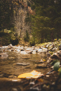 Surface level of water flowing over rocks in forest