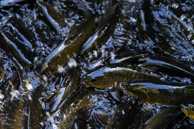 High angle view of fish swimming in water