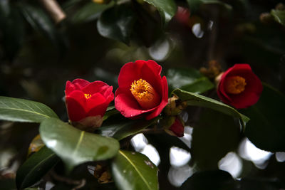 Close-up of red flowering plant