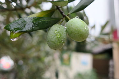 Close-up of fruits hanging on tree