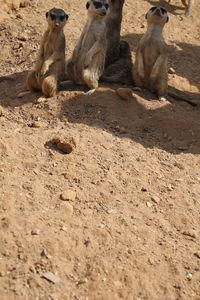 Monkey on tree stump