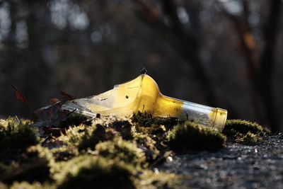 Close-up of broken bottle on field