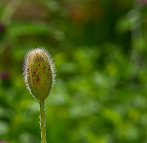 Close-up of poppy growing on field