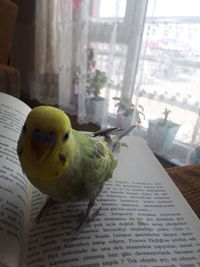 Close-up of a bird perching on open book