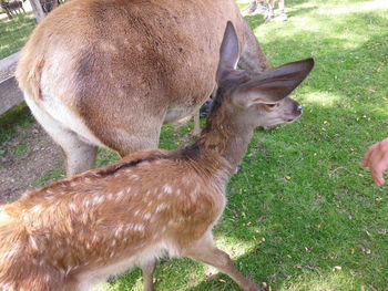 Close-up of an animal on field