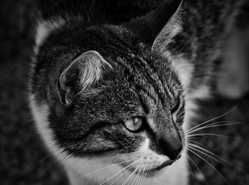 Close-up portrait of cat