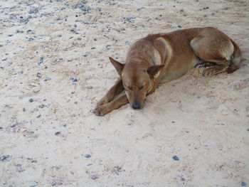 High angle view of dog relaxing on sand at beach