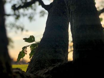 Low angle view of moss growing on tree trunk