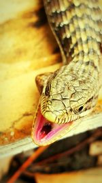 Close-up of lizard