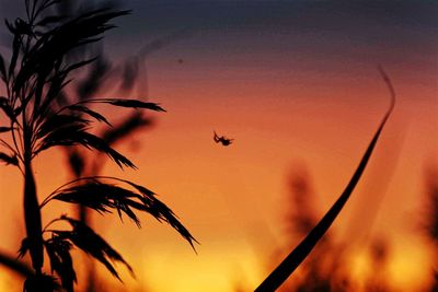 Low angle view of silhouette bird flying against orange sky