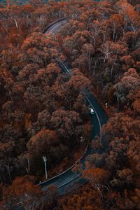 High angle view of autumn trees