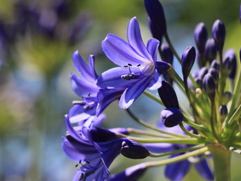 Close-up of purple flowering plant