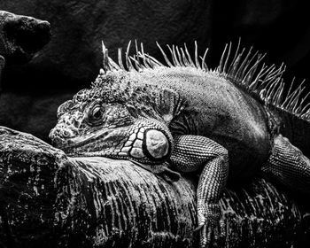 Close-up of a lizard