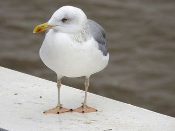 Close-up of seagull perching on a bird