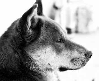 Close-up of dog looking away