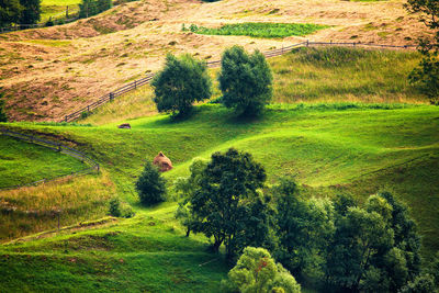 High angle view of trees on field