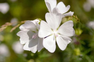 Close-up of white flowers blooming outdoors