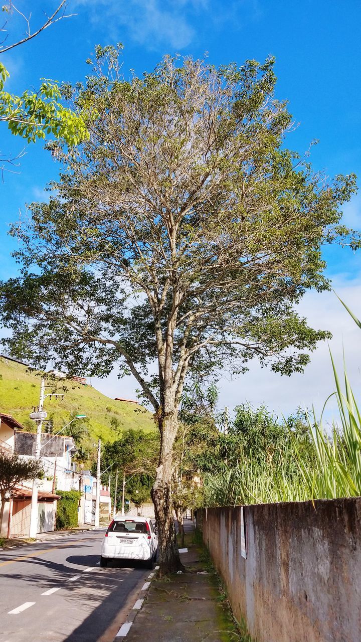 STREET AMIDST TREES AGAINST SKY IN CITY