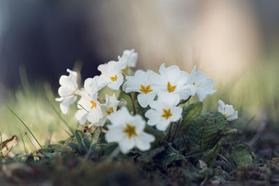 Close-up of white flowering plants on field