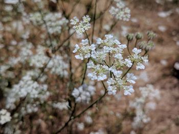 Close-up of white cherry blossom tree