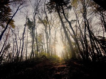 Low angle view of trees against sky during sunset