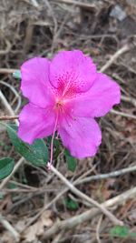 Close-up of pink flower blooming outdoors