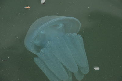 Close-up of jellyfish swimming in sea