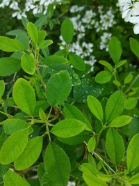 Close-up of fresh green plant