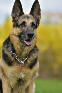 Close-up portrait of a dog on field