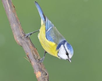 Close-up of bird perching on branch