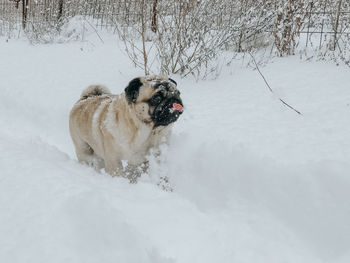 Dog on snow covered land