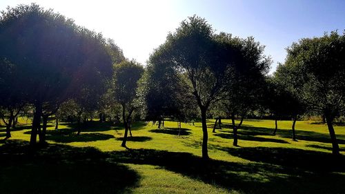 Trees on field against sky