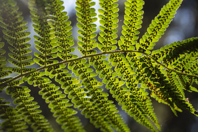 Green fern. plant details. leaves with spores. fern in forest.