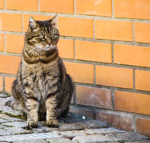 Cat sitting against brick wall