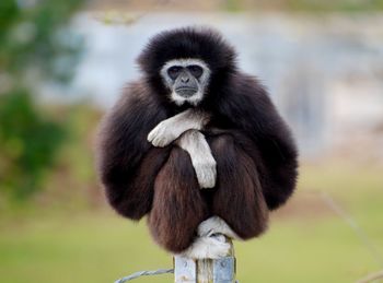 Portrait of a monkey against blurred background