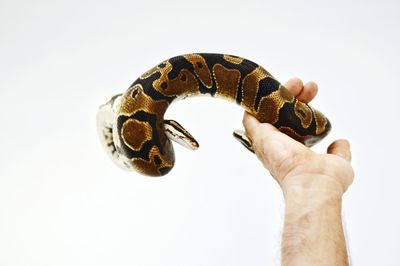 Cropped hand of man holding snake against white background