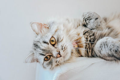 Close-up portrait of a cat